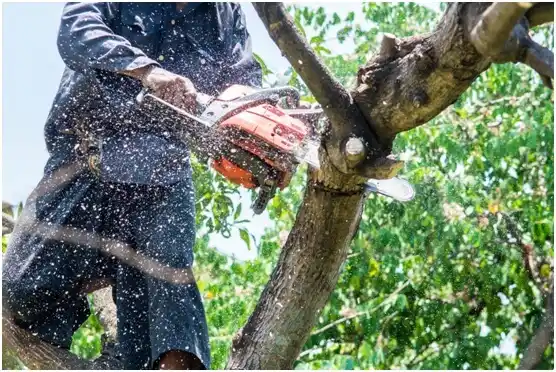 tree services West Siloam Springs